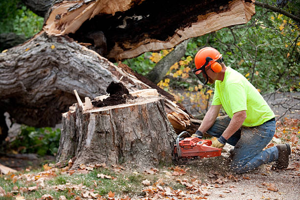 Best Arborist Consultation Services  in Samoset, FL